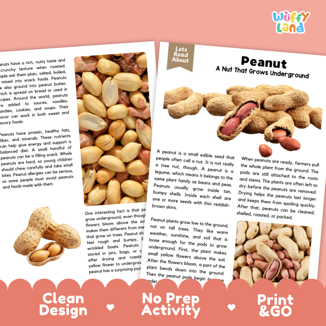 An educational poster about peanuts, featuring a large photo of hands holding a peanut, a smaller photo of a peanut tree, and text explaining that peanuts are a nut that grows underground. The brand 'wiffly land' is visible in the top right corner.
