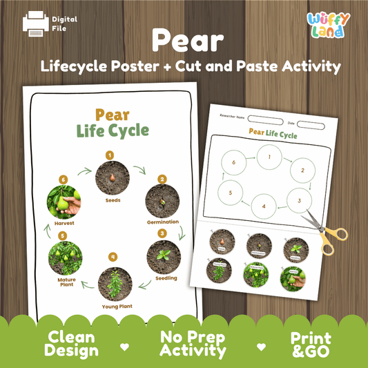 Printable pear tree 6-stage life cycle cut and paste worksheet with real photographs of seeds, germination, seedling, young plant, mature plant, and harvest ✂️🔄