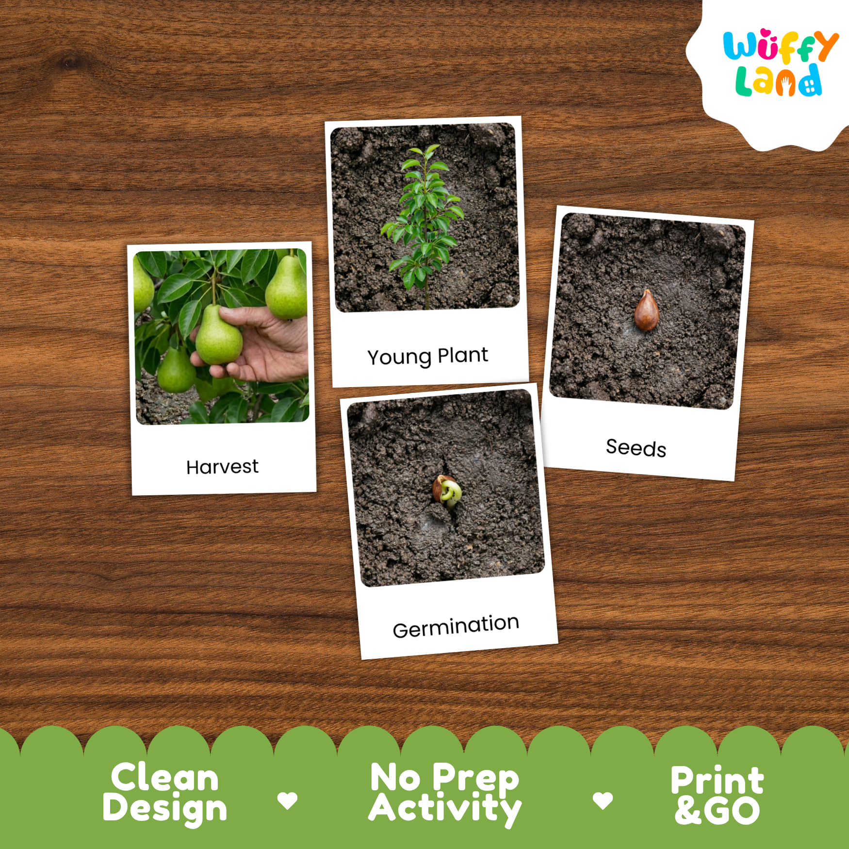 A product listing graphic for an educational plant growing activity card set by Wuffi Land, showing four polaroid-style images on a wooden background: 'Harvest' with green pears, 'Young Plant' with a green sprig, 'Seeds' with a brown seed, and 'Germination' with a small sprout. A green banner at the bottom lists product features: 'Clean Design', 'No Prep Activity', and 'Print & GO'.