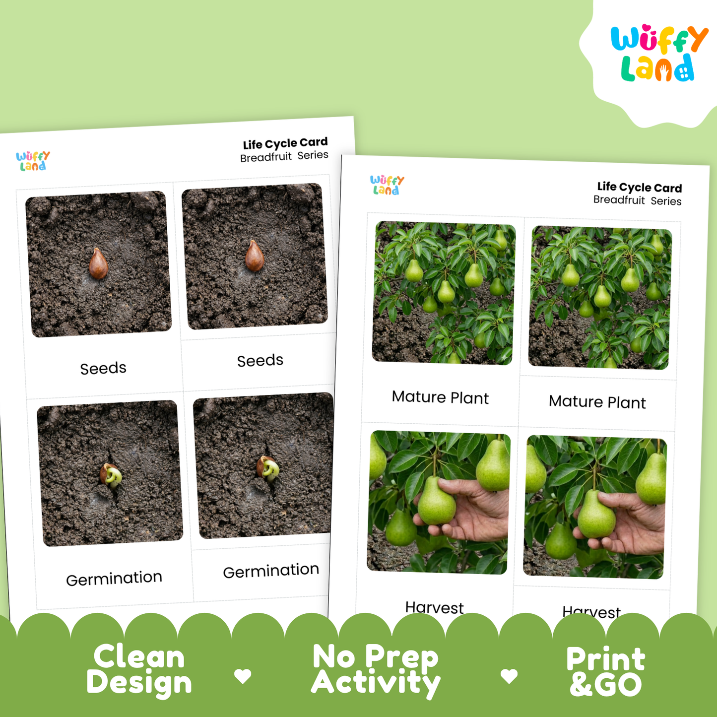 Two printed life cycle cards for breadfruit shown on a light green background with a white and green header. The cards contain labeled photos of seeds, germination, mature plant, harvest, and a hand holding a pear.