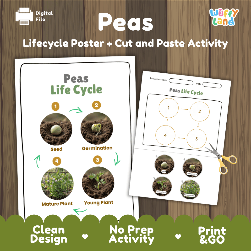 Peas plant life cycle educational printable pack cover showing visual reference poster and cut and paste sequencing worksheet with real photography