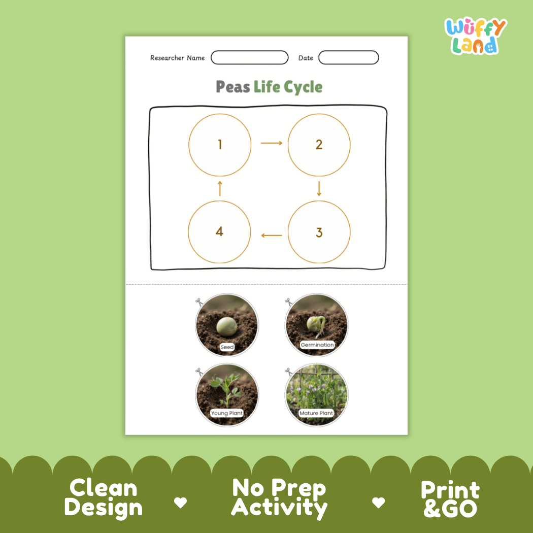 Educational reference poster showing four realistic photo stages of a pea plant life cycle including seed, germination, young plant, and mature plant