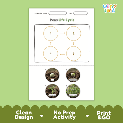 Educational reference poster showing four realistic photo stages of a pea plant life cycle including seed, germination, young plant, and mature plant