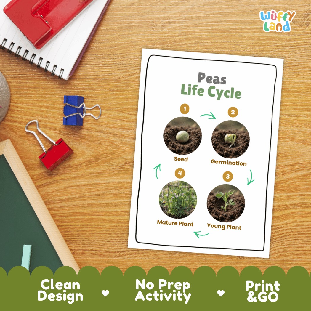 Hands-on cut and paste science worksheet for students to cut real photo tokens and sequence peas growth stages onto numbered circles