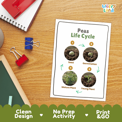 Hands-on cut and paste science worksheet for students to cut real photo tokens and sequence peas growth stages onto numbered circles