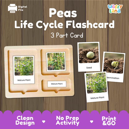 Peas Life Cycle Flashcard digital file product by Wiffy Land, showing a wooden 3-part card with photos of seed, germination, and mature plant stages, on a wood-grain background with purple banner accents.
