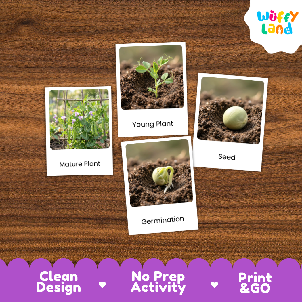 A set of four educational activity cards about plant germination and growth, displayed on a brown wood-grain background. The cards show labeled photos of a mature plant, a young plant, a seed, and germination.