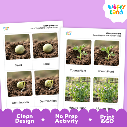 Two printed life cycle cards for peas, vegetables, and spices shown on a lavender background. The cards feature labeled photos of a seed, germination, young plant, and mature plant.