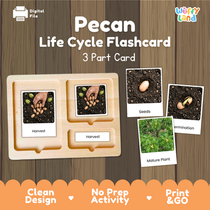 Pecan Life Cycle Flashcards | Montessori 3 Part Cards Science Activity