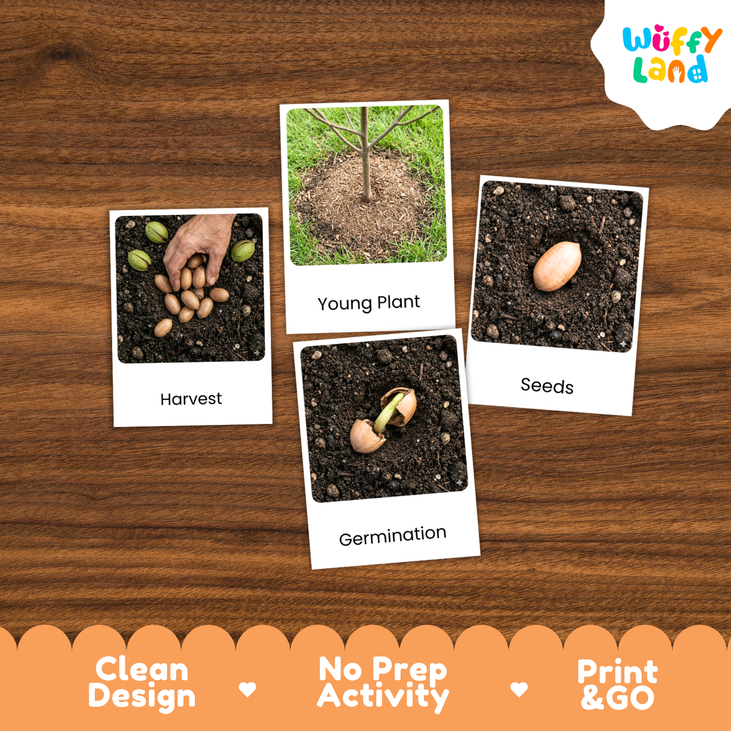 Four educational activity cards showing plant life cycles and seed germination, arranged on a brown wood-grain background. The cards are labeled 'Harvest', 'Young Plant', 'Seeds', and 'Germination'.