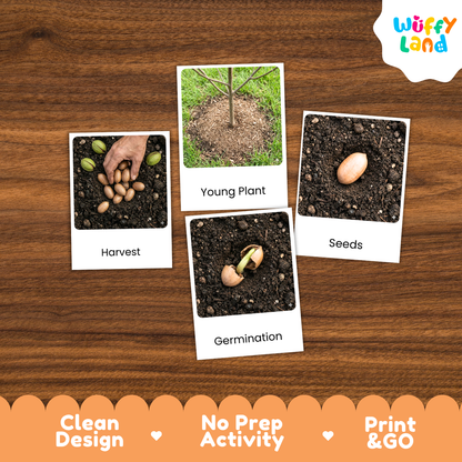 Four educational activity cards showing plant life cycles and seed germination, arranged on a brown wood-grain background. The cards are labeled 'Harvest', 'Young Plant', 'Seeds', and 'Germination'.