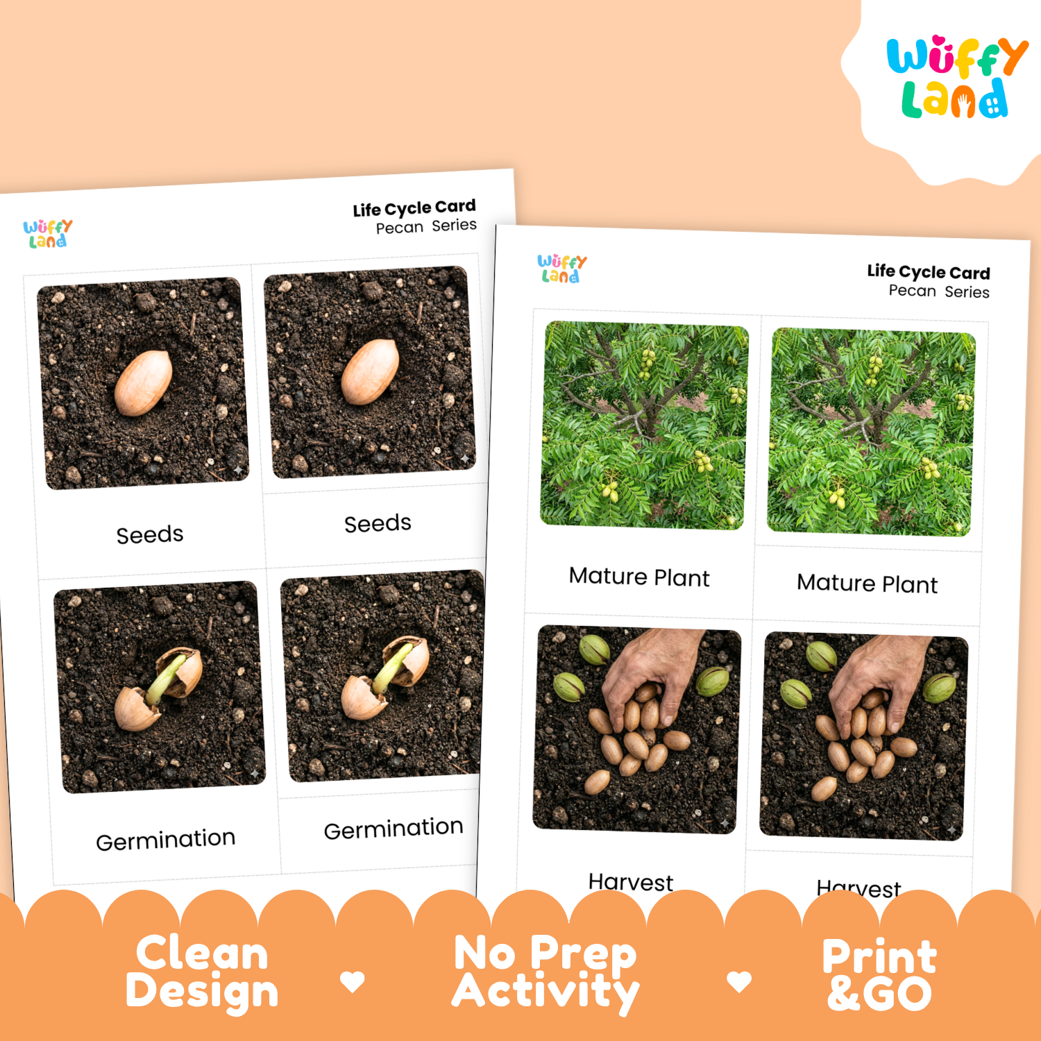Two printed educational cards showing the pecan plant life cycle, with photos of seeds, germination, mature plant, and harvest on a peach background. The cards are branded Wiffy Land, and the image includes marketing text reading Clean Design, No Prep Activity, and Print & Go.