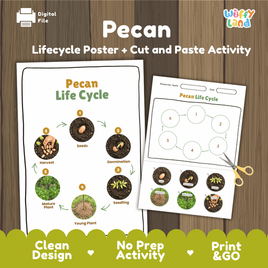 Pecan Life Cycle Poster and Cut and Paste Activity Worksheets