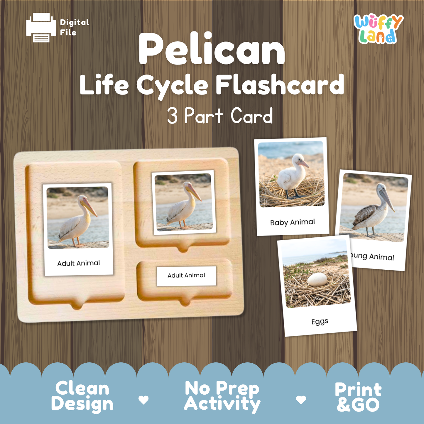 Pelican Life Cycle Flashcard set by Wiffy Land, featuring a wooden 3-part card tray with labeled sections for adult animal, baby animal, and eggs, shown on a wood-textured background with digital file and product branding.