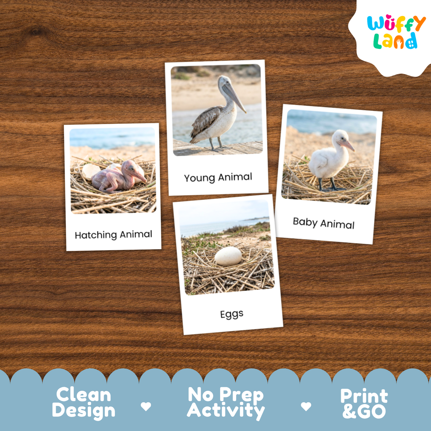 Four educational flashcards about animals and eggs arranged on a brown wood background. The cards show labeled photos of a pelican, a baby animal, a hatching animal, and eggs.