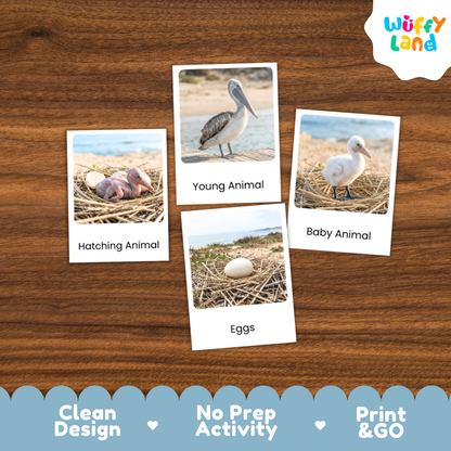 Four educational flashcards about animals and eggs arranged on a brown wood background. The cards show labeled photos of a pelican, a baby animal, a hatching animal, and eggs.