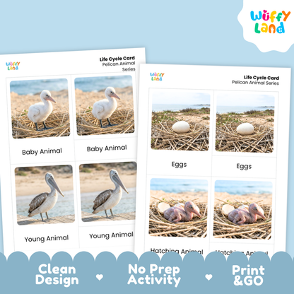 Two printed pelican life cycle cards shown on a light blue background, with the Wüffly Land logo in the top right. The cards feature photos of pelican eggs, a baby pelican, a young pelican, and hatching animals, with labels such as Baby Animal, Eggs, Young Animal, and Hatching Animal.