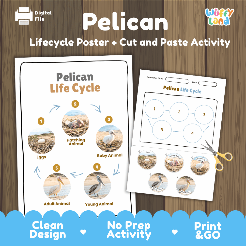 Pelican Life Cycle Poster and Cut and Paste Worksheet Activity