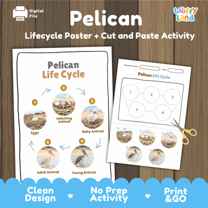 Pelican Life Cycle Poster and Cut and Paste Worksheet Activity