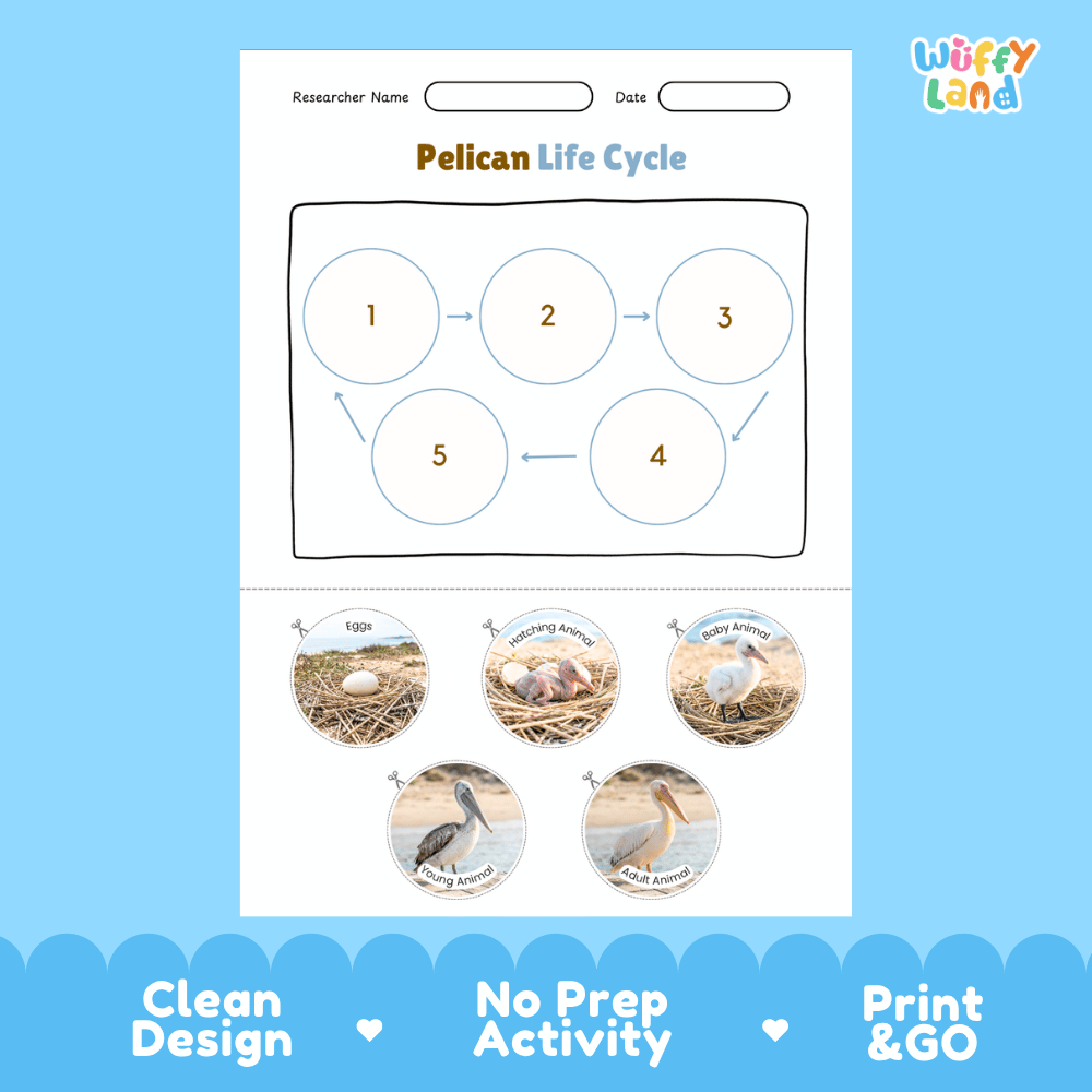Pelican Life Cycle Poster and Cut and Paste Worksheet Activity