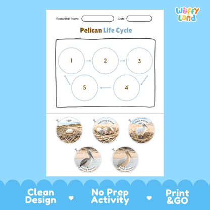 Pelican Life Cycle Poster and Cut and Paste Worksheet Activity