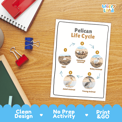 Pelican Life Cycle Poster and Cut and Paste Worksheet Activity