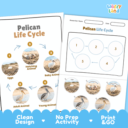 Pelican Life Cycle Poster and Cut and Paste Worksheet Activity