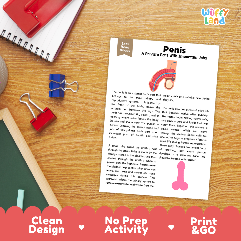 Student reading comprehension worksheet with short-answer questions and lined sections about the human penis