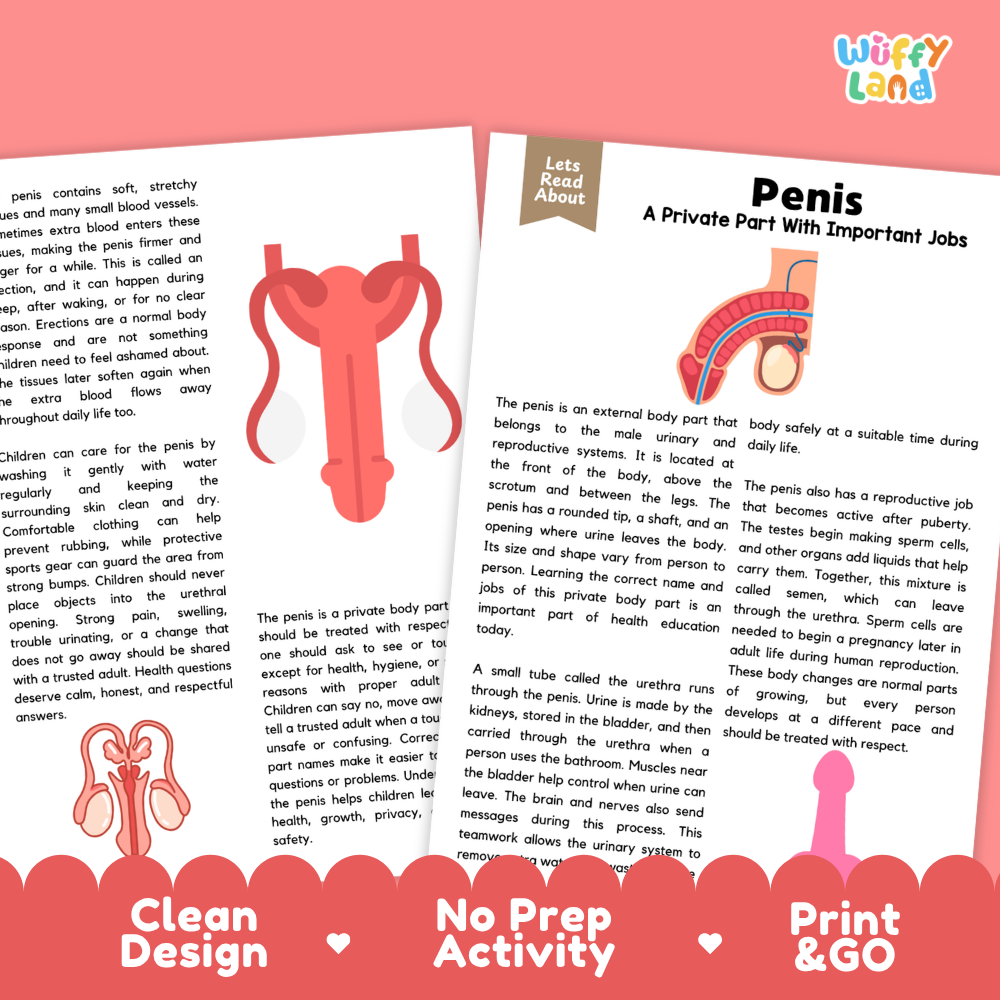 Teacher answer key page showing complete question solutions for Penis human body reading comprehension practice