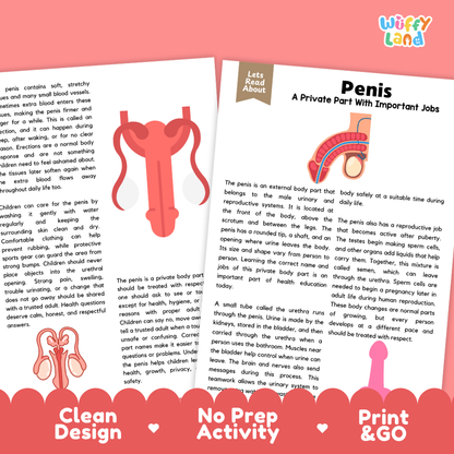 Teacher answer key page showing complete question solutions for Penis human body reading comprehension practice