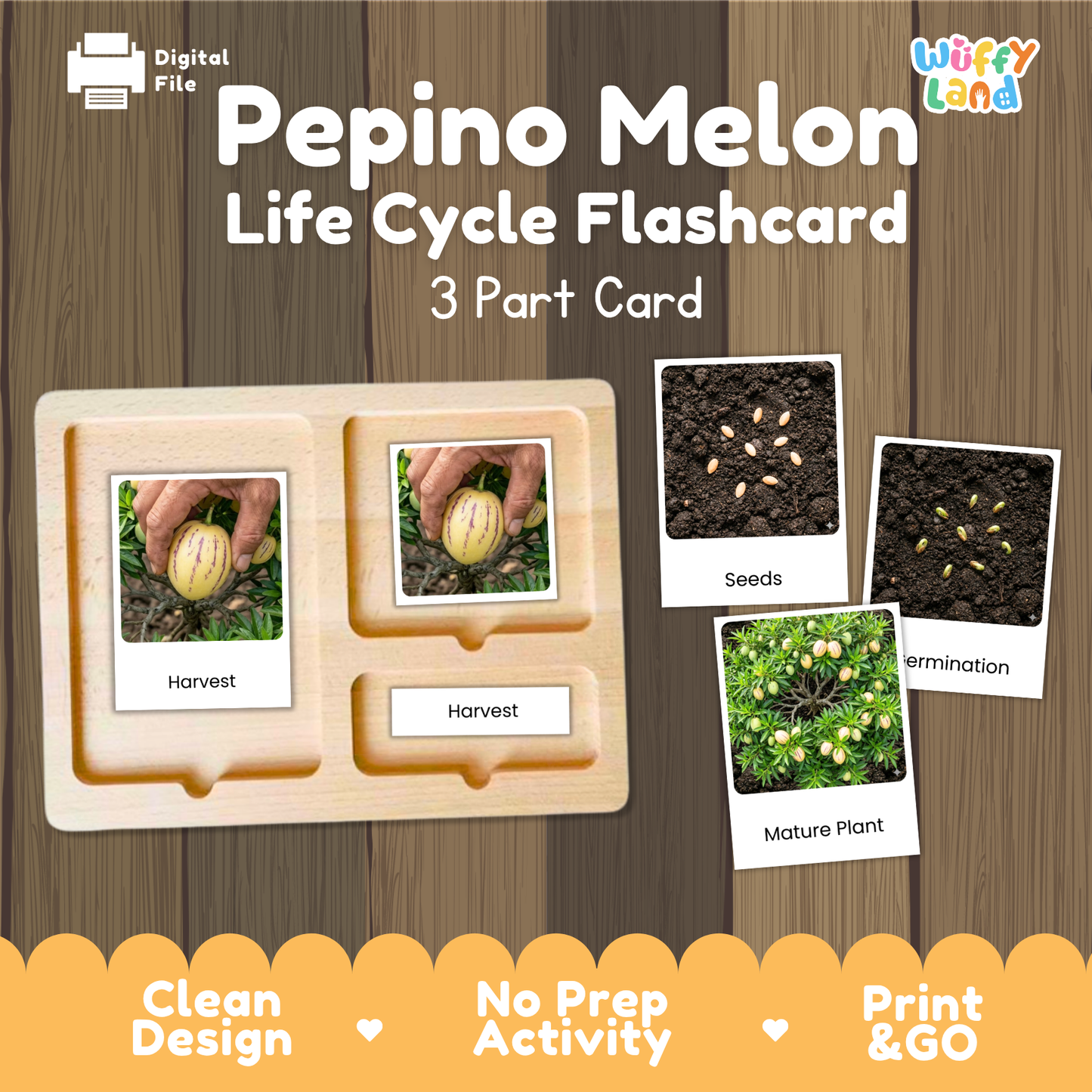 Pepino Melon Life Cycle Flashcards | Montessori 3 Part Cards Science Activity