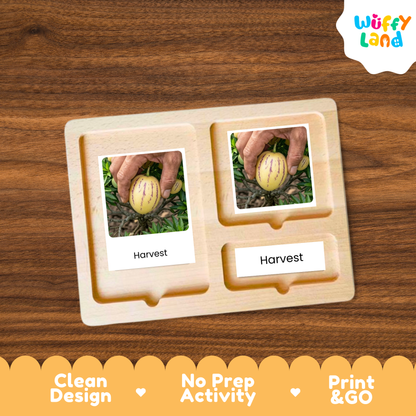 Pepino Melon Life Cycle Flashcards | Montessori 3 Part Cards Science Activity