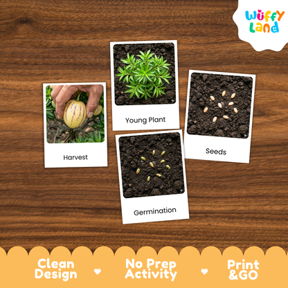 Pepino Melon Life Cycle Flashcards | Montessori 3 Part Cards Science Activity
