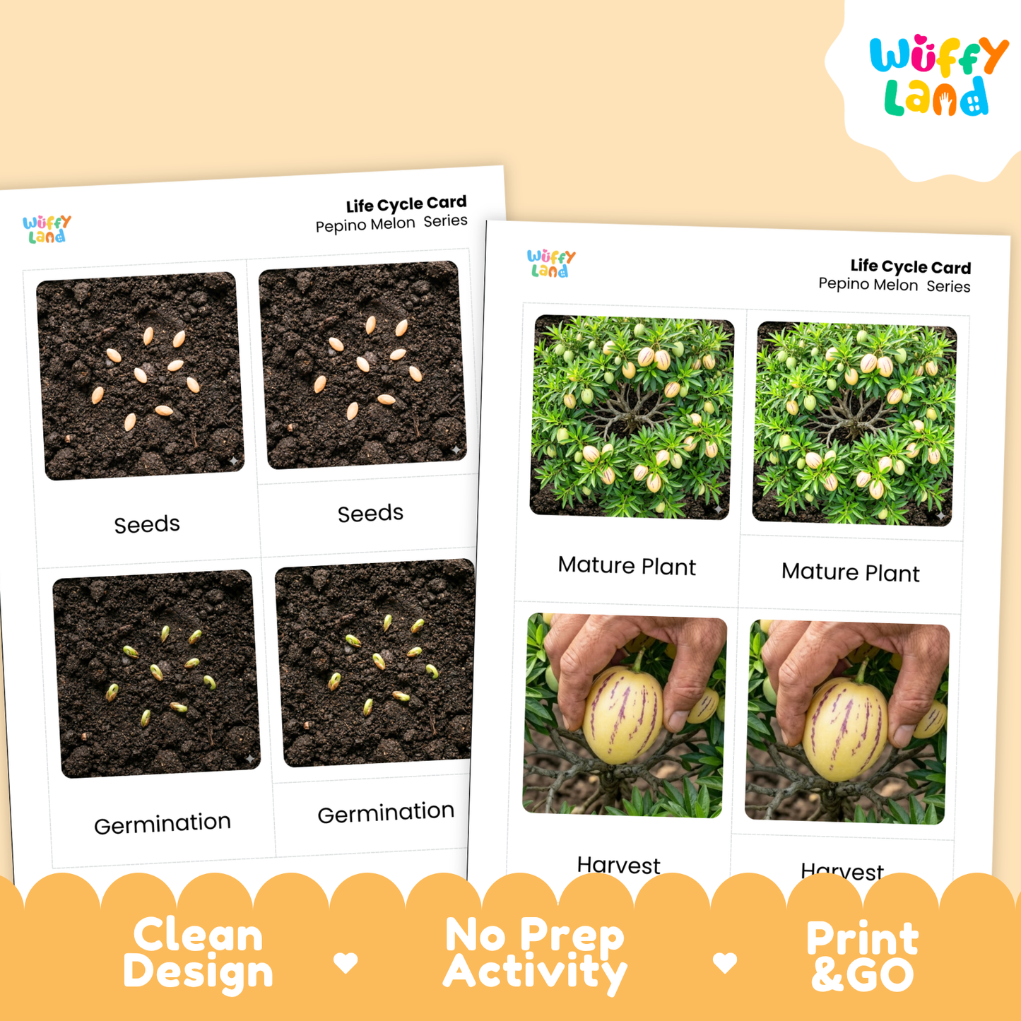 Pepino Melon Life Cycle Flashcards | Montessori 3 Part Cards Science Activity