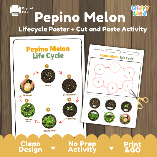 Printable pepino melon 6-stage life cycle cut and paste worksheet with real photographs of seeds, germination, seedling, young plant, mature plant, and harvest ✂️🔄