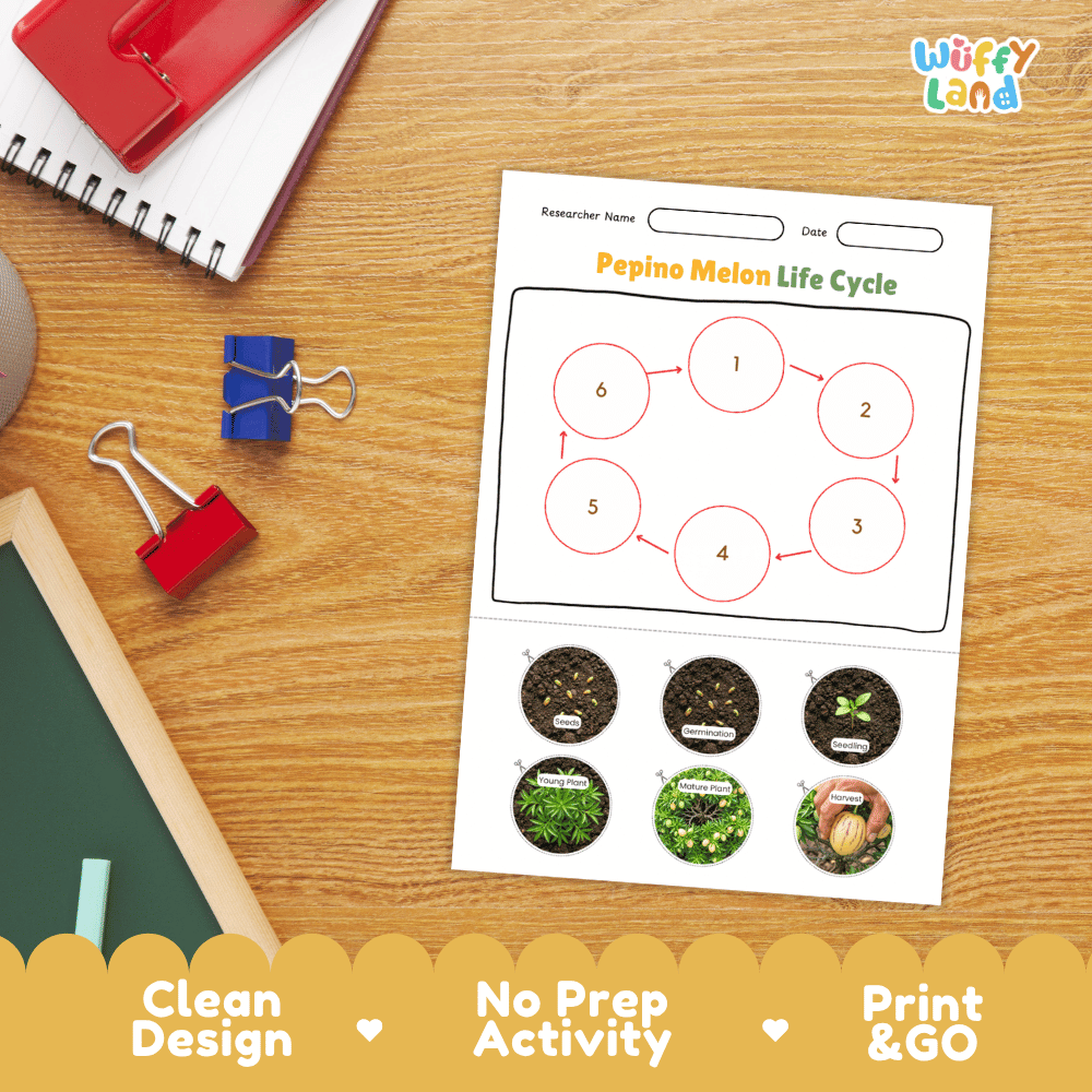 Pepino Melon Life Cycle Poster and Cut and Paste Activity Worksheets
