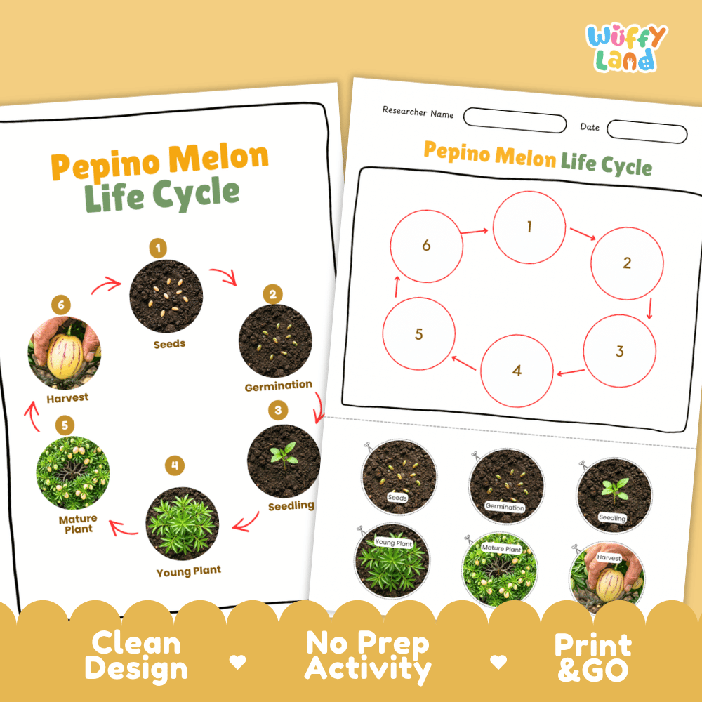 Pepino Melon Life Cycle Poster and Cut and Paste Activity Worksheets