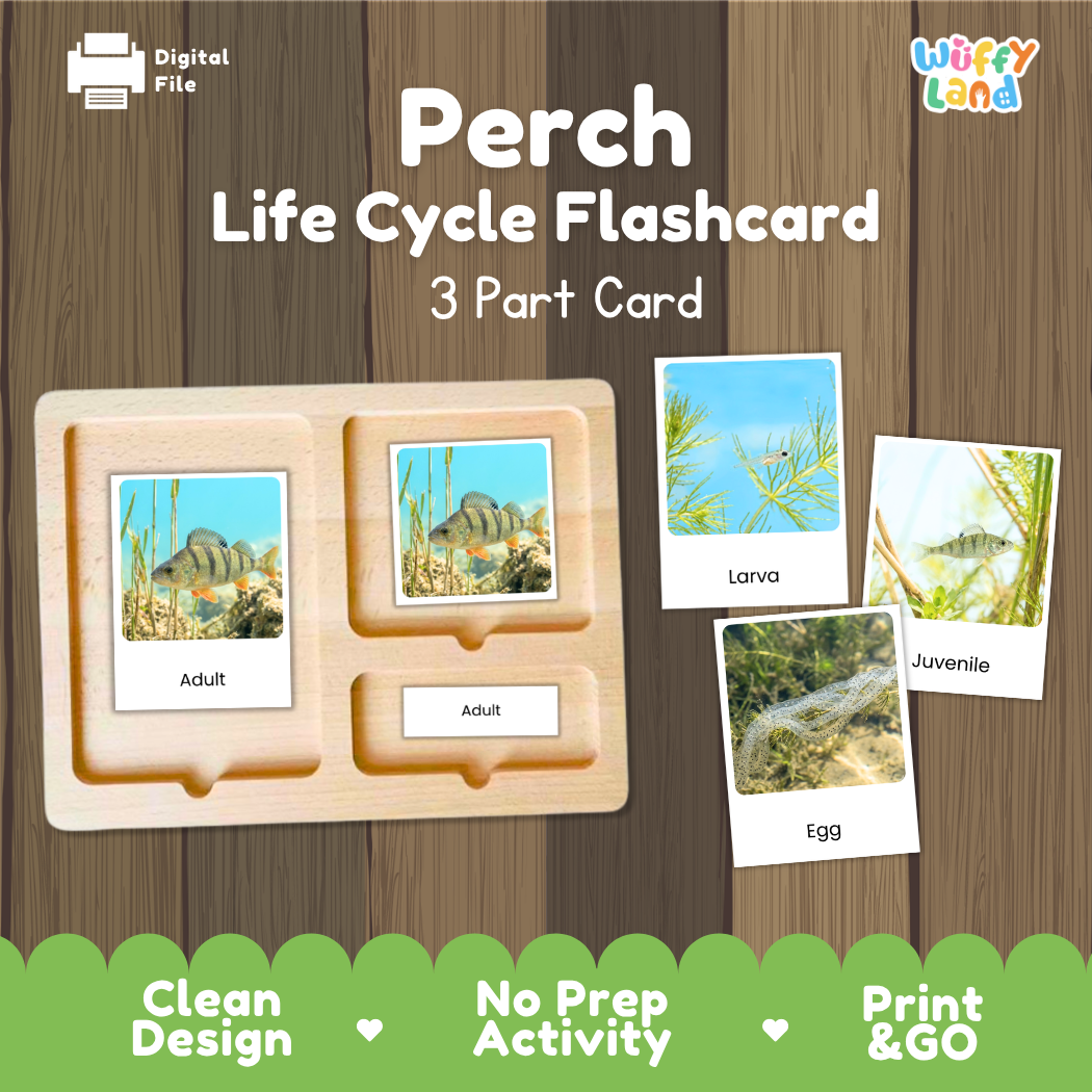 Perch Life Cycle Flashcards 3 Part Cards Montessori Science Printable