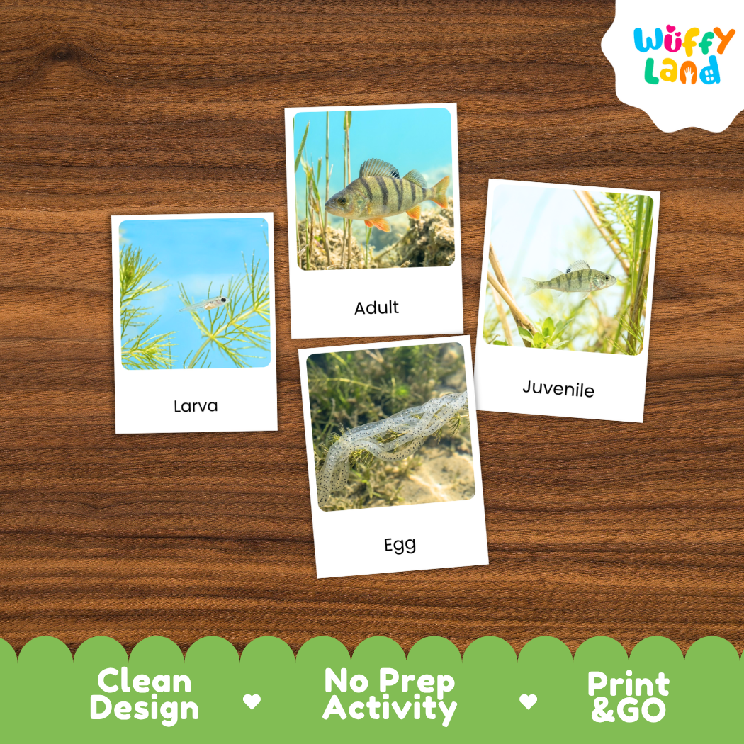 Perch Life Cycle Flashcards 3 Part Cards Montessori Science Printable