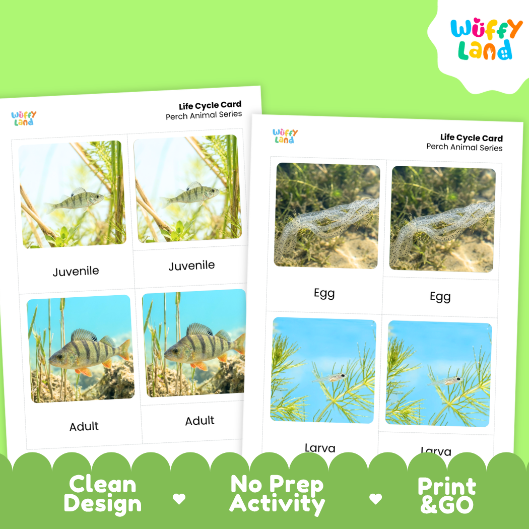 Perch Life Cycle Flashcards 3 Part Cards Montessori Science Printable