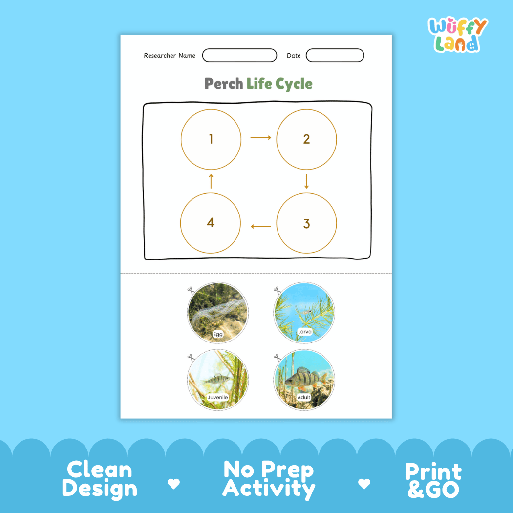 Perch Life Cycle Poster and Cut and Paste Worksheet Activity