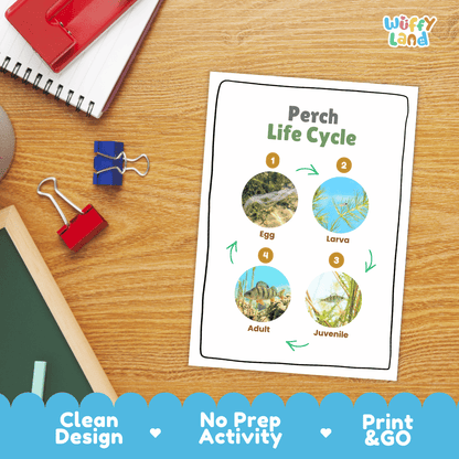 Perch Life Cycle Poster and Cut and Paste Worksheet Activity
