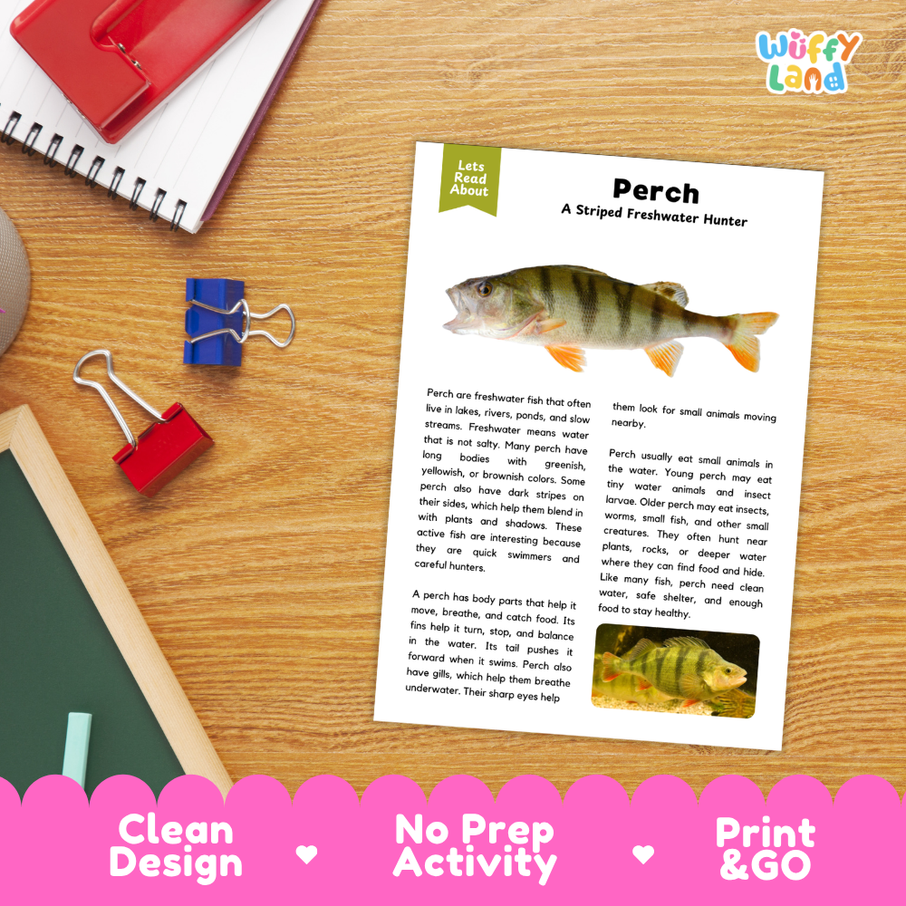 A children's educational activity sheet titled 'Perch: A Striped Freshwater Hunter' from the brand Wiffly Land, displayed on a wooden desk next to a red notebook and binder clips.