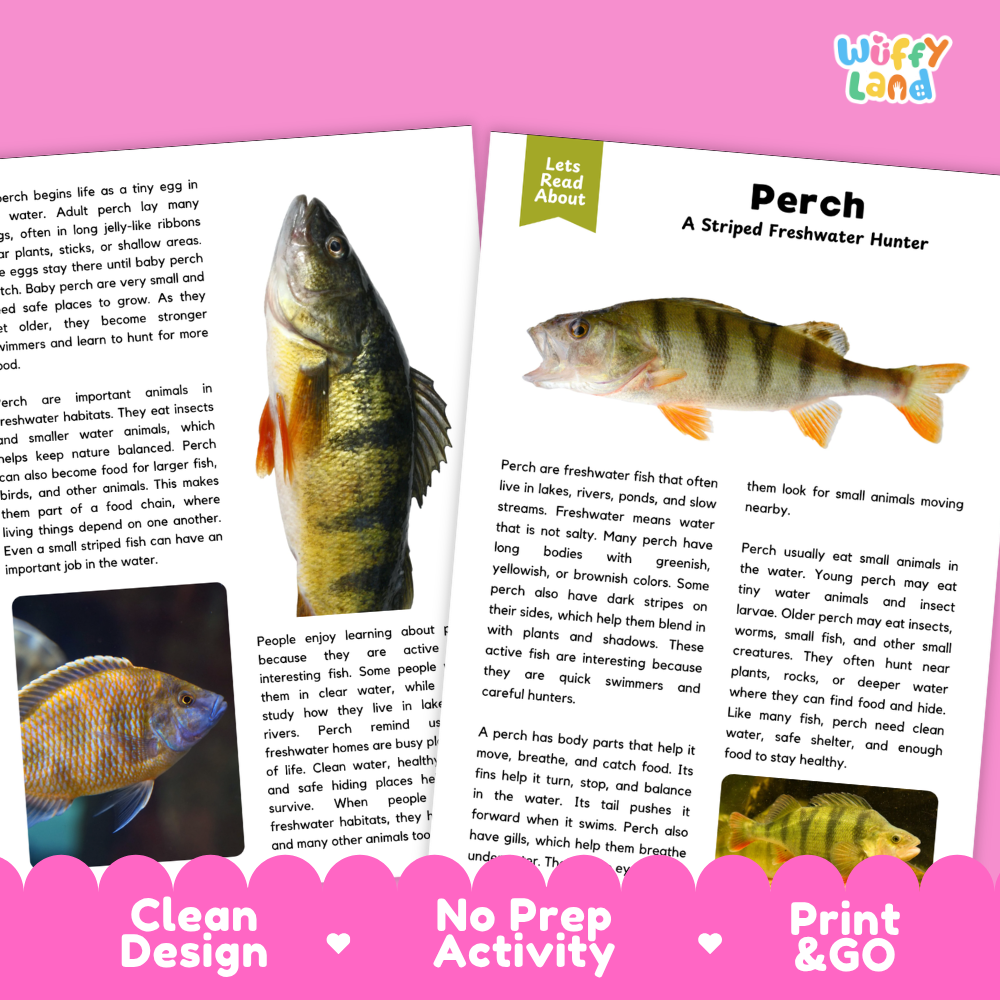 Two printed activity cards for children about fishing, shown on a white background with decorative pink hearts and the text 'Wiffly Land' in the top right. One card has a photo of a fish, and the other has a title card reading 'Perch A Striped Freshwater Hunter' with a short text activity below.