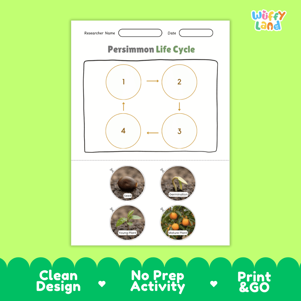 Educational reference chart poster showing the 4 stages of the persimmon life cycle from seed and germination to young seedling and mature fruit-bearing tree