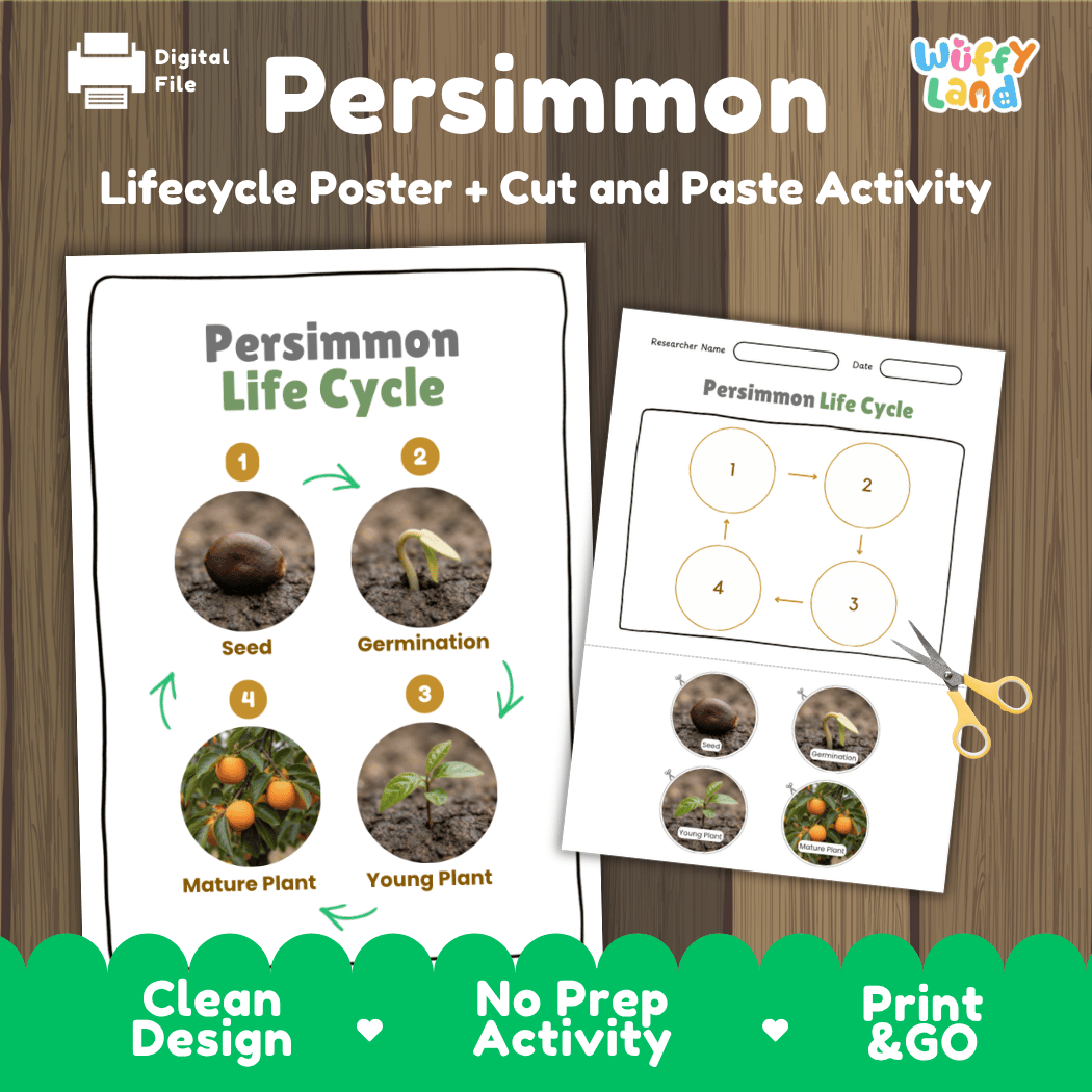 Persimmon tree plant life cycle educational poster and cut and paste printable sequencing activity featuring real photos for elementary science