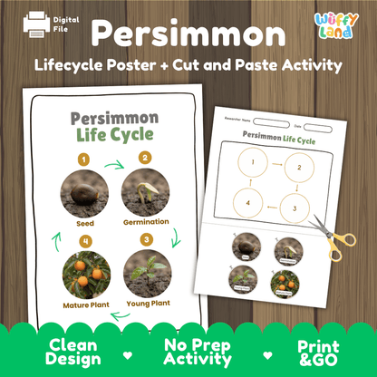 Persimmon tree plant life cycle educational poster and cut and paste printable sequencing activity featuring real photos for elementary science