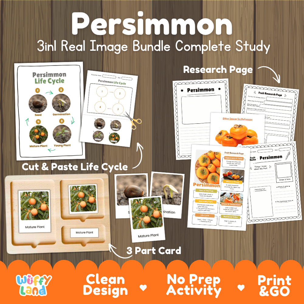 Persimmon tree life cycle 3in1 real image bundle complete study overview featuring cut and paste worksheets, Montessori 3-part cards, and research pages from Wuffy Land 🍊🌱