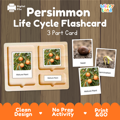 Persimmon Life Cycle Flashcard 3 Part Card Montessori Printable Activity