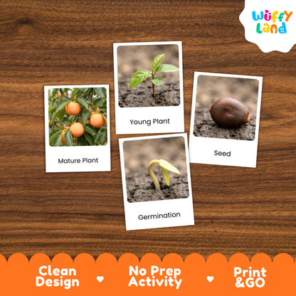 Four educational photo cards about plant germination and growth arranged on a brown wood background. The cards show a mature plant with orange fruits, a young plant in soil, a seed, and the word 'Germination.